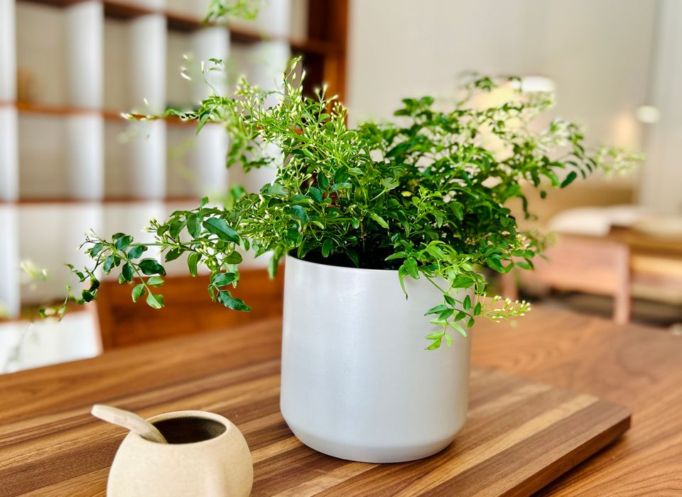 Jasmine出品 JASMINE (COMMON)