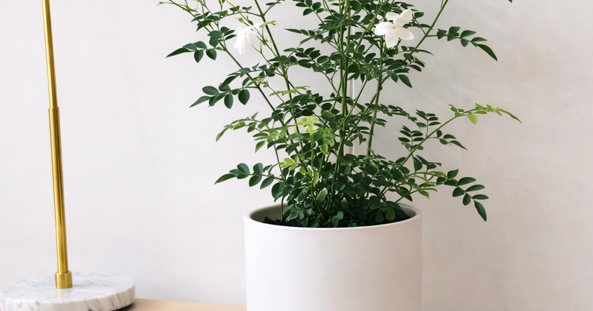 JASMINE (COMMON)