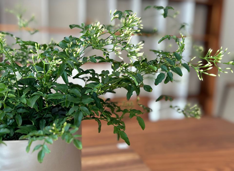 JASMINE (COMMON)