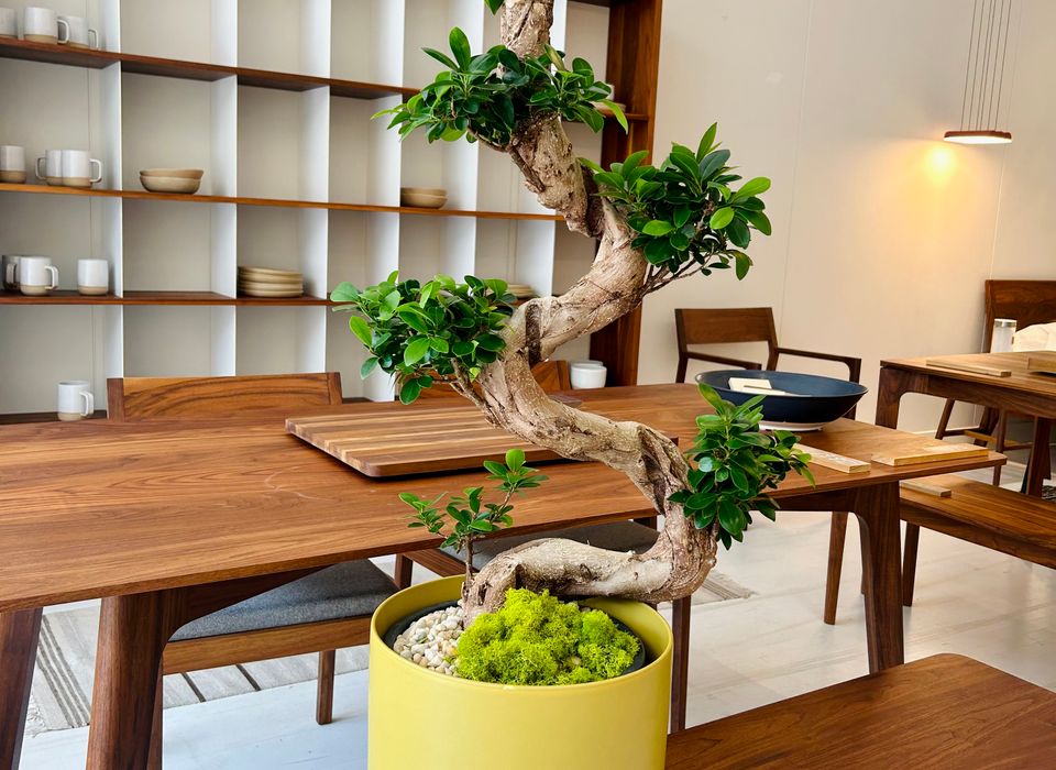wisteria bonsai samen Wisteria Bonsai seeds, Purple Rain Bonsai seeds, fun and easy to grow –  Helen's Greenhouse main image 1