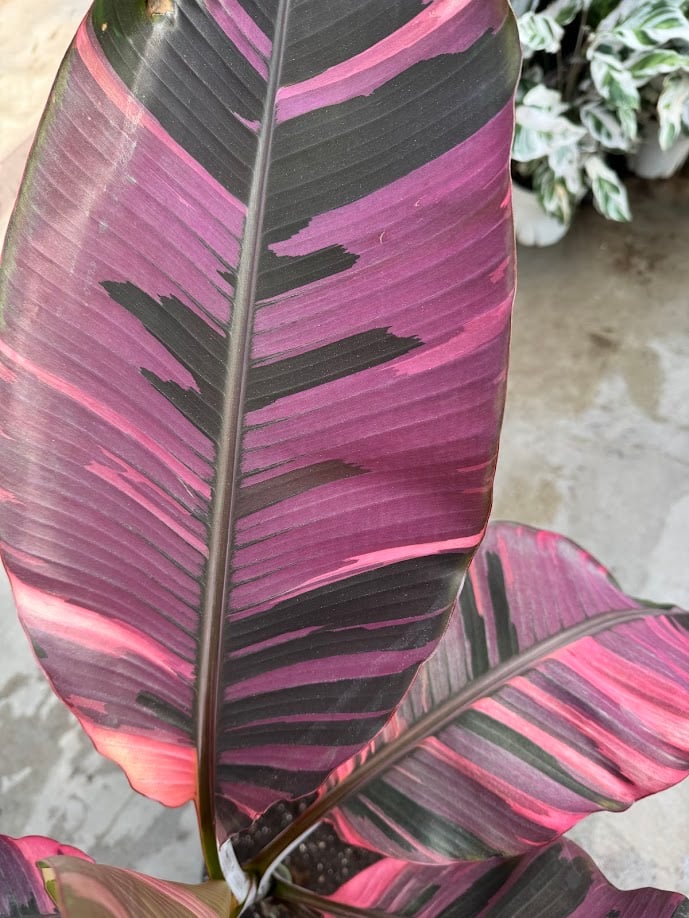 Bananier Musa Nono pink