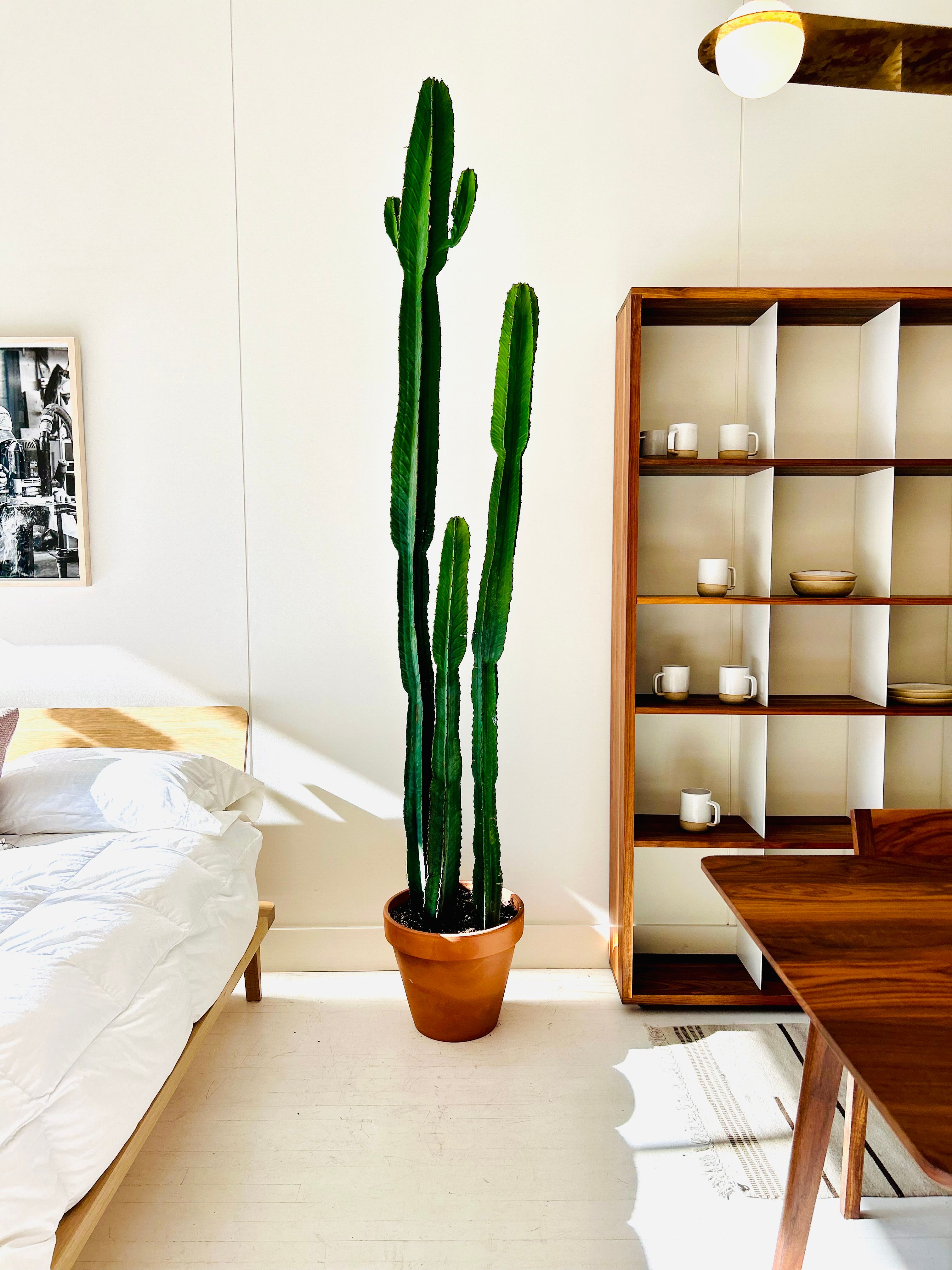 CACTUS/ (EUPHORBE LARGE SPECIMEN)