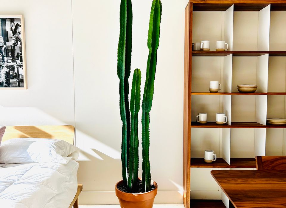 CACTUS/ (EUPHORBE LARGE SPECIMEN)