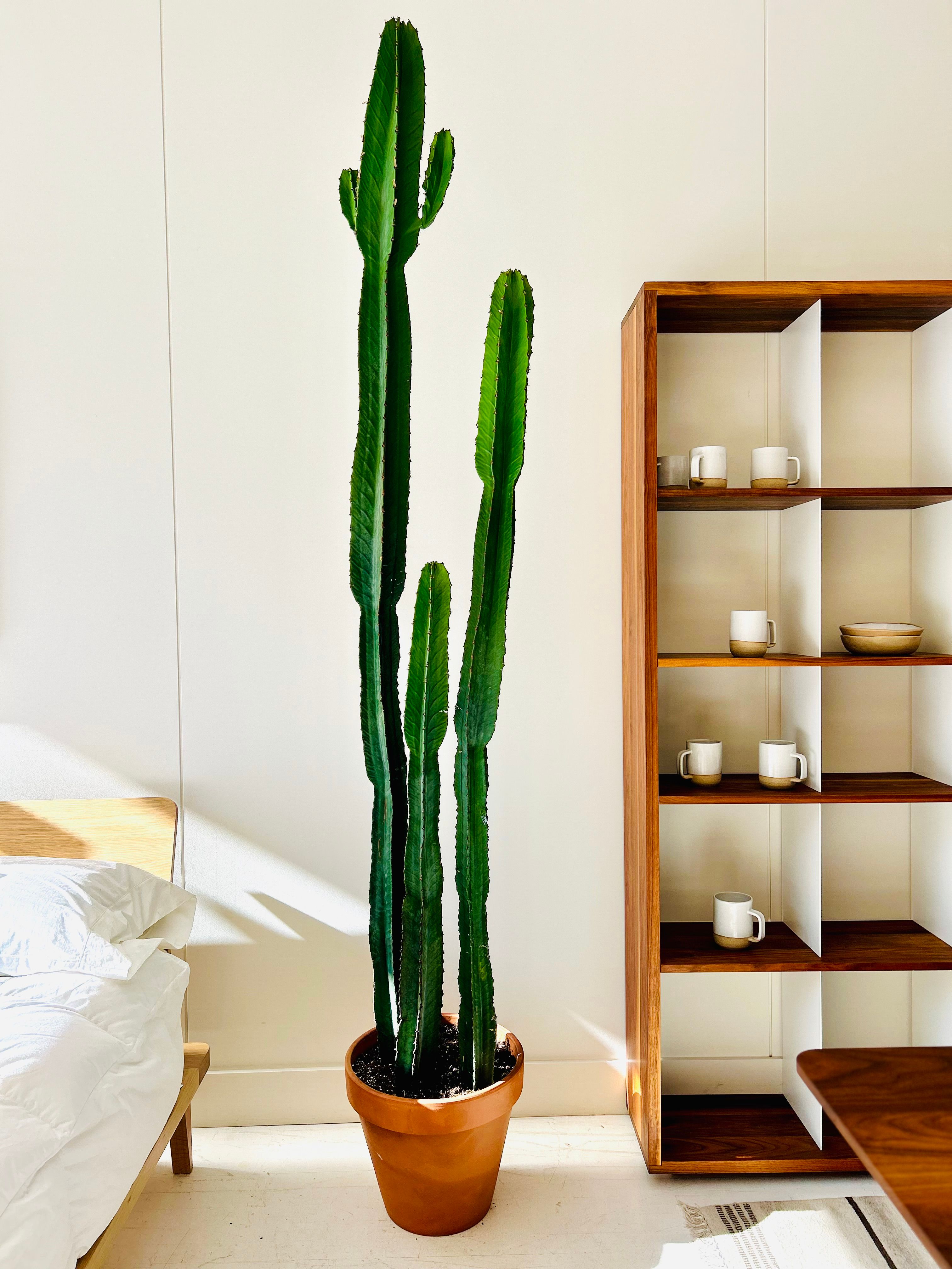 CACTUS/ (EUPHORBE LARGE SPECIMEN)