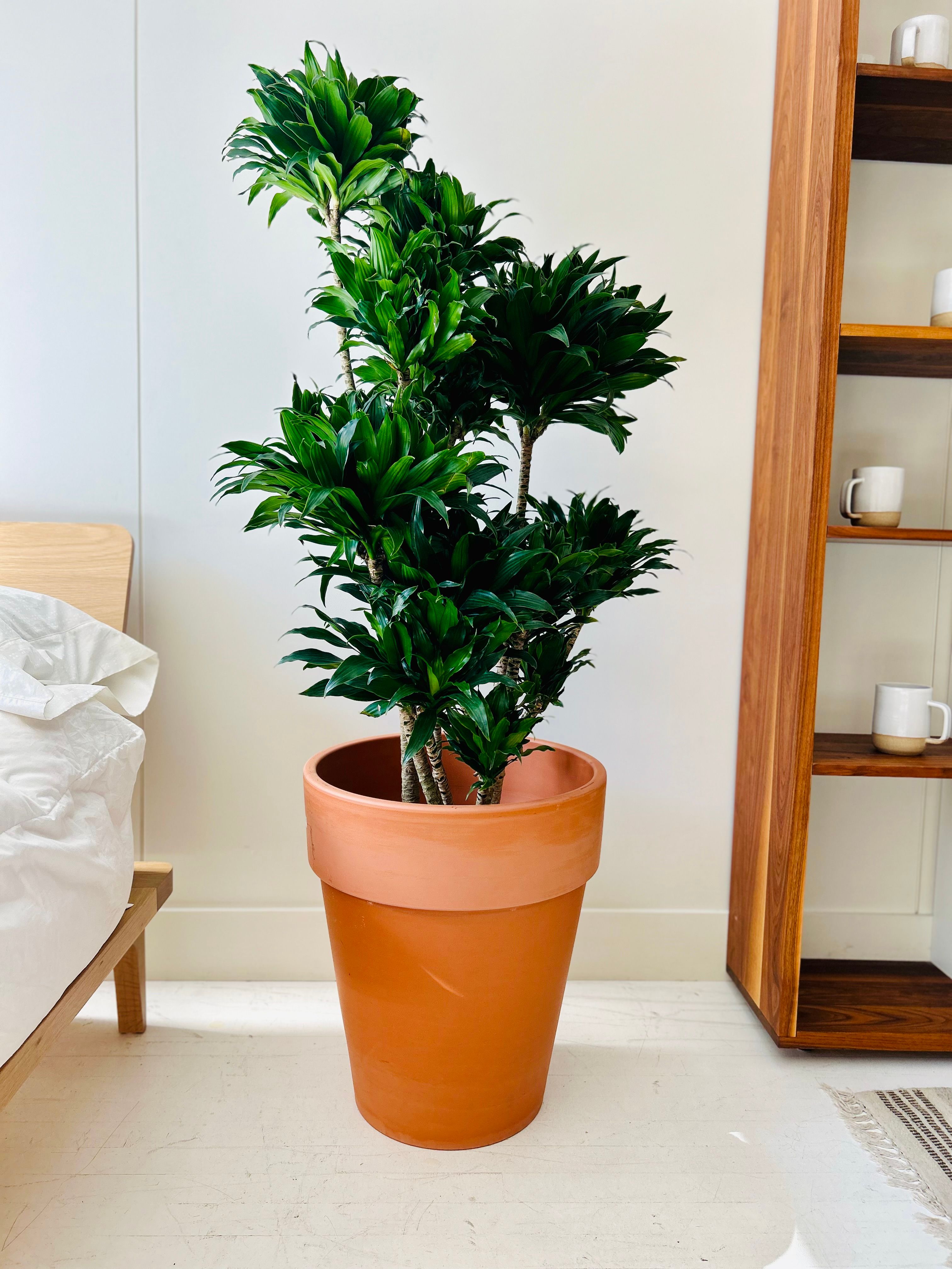 efeutute shangri la Shangri La Pothos – Lost in the Forrest