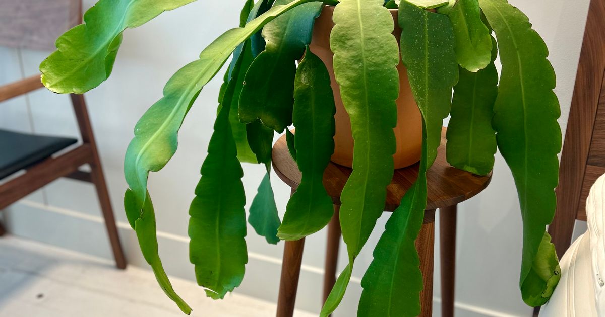 EPIPHYLLUM ORCHIDE CACTUS