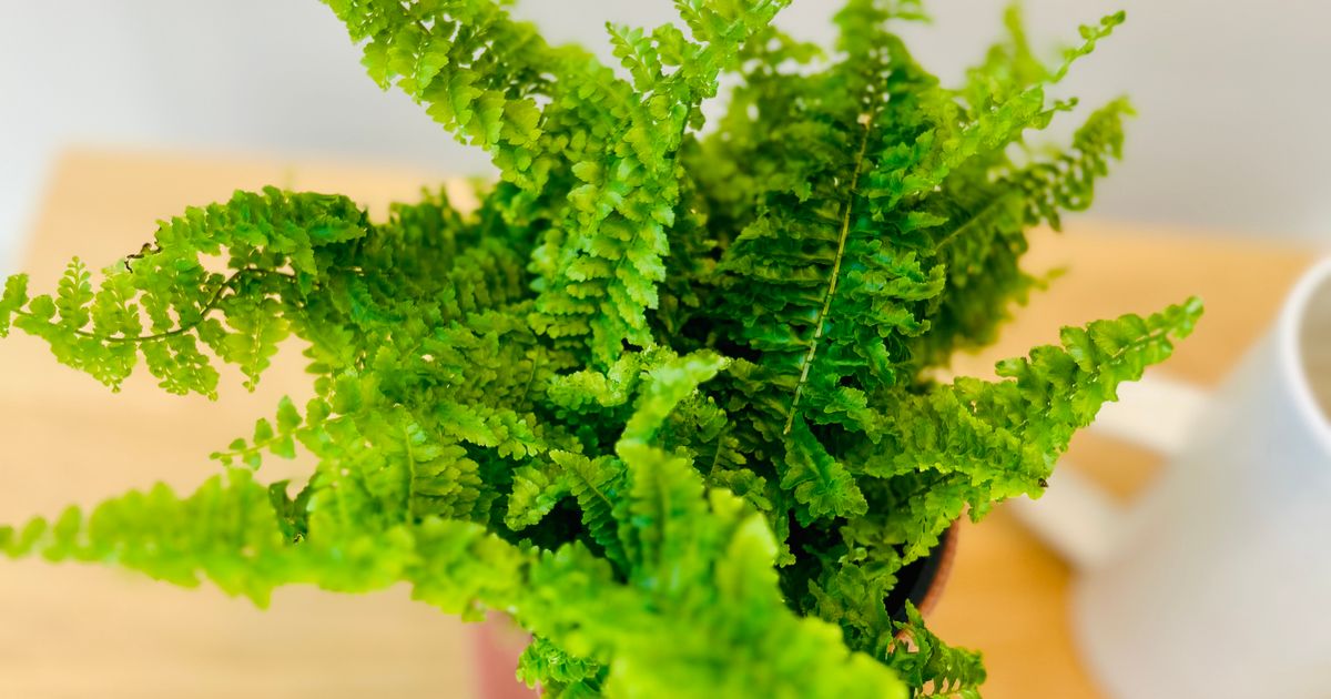 FLUFFY RUFFLE FERN