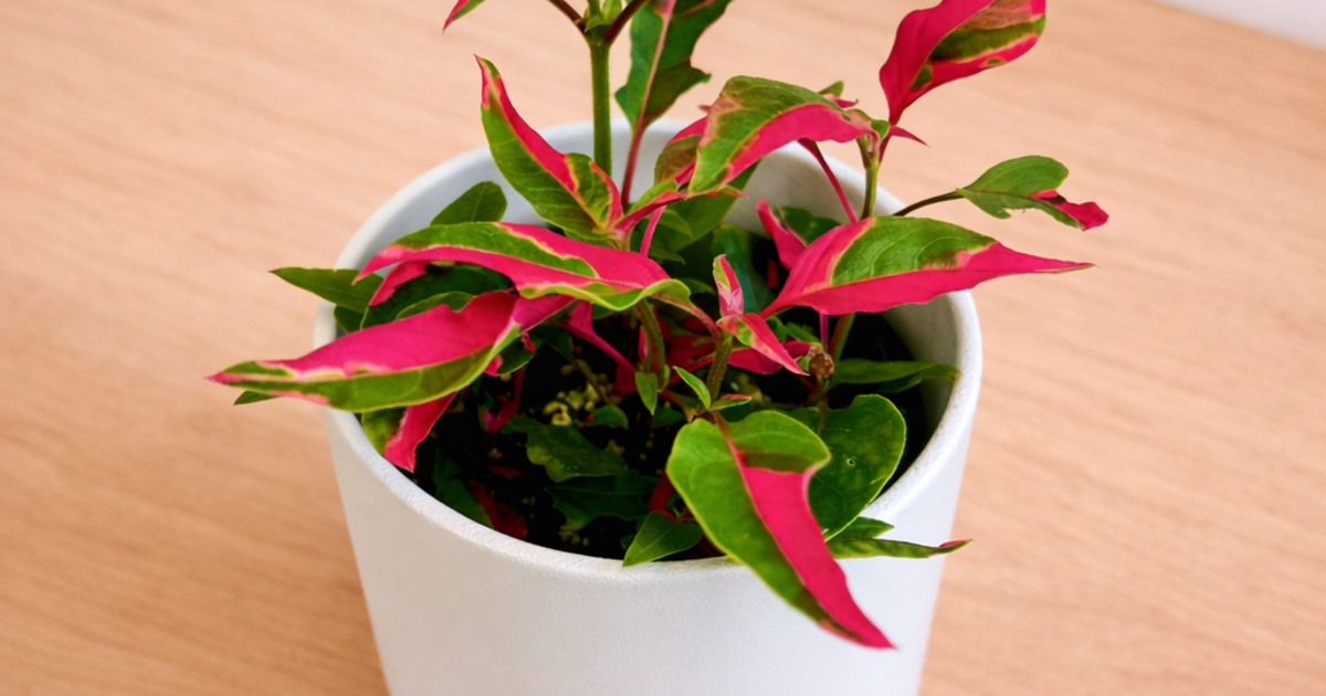 alternanthera party time