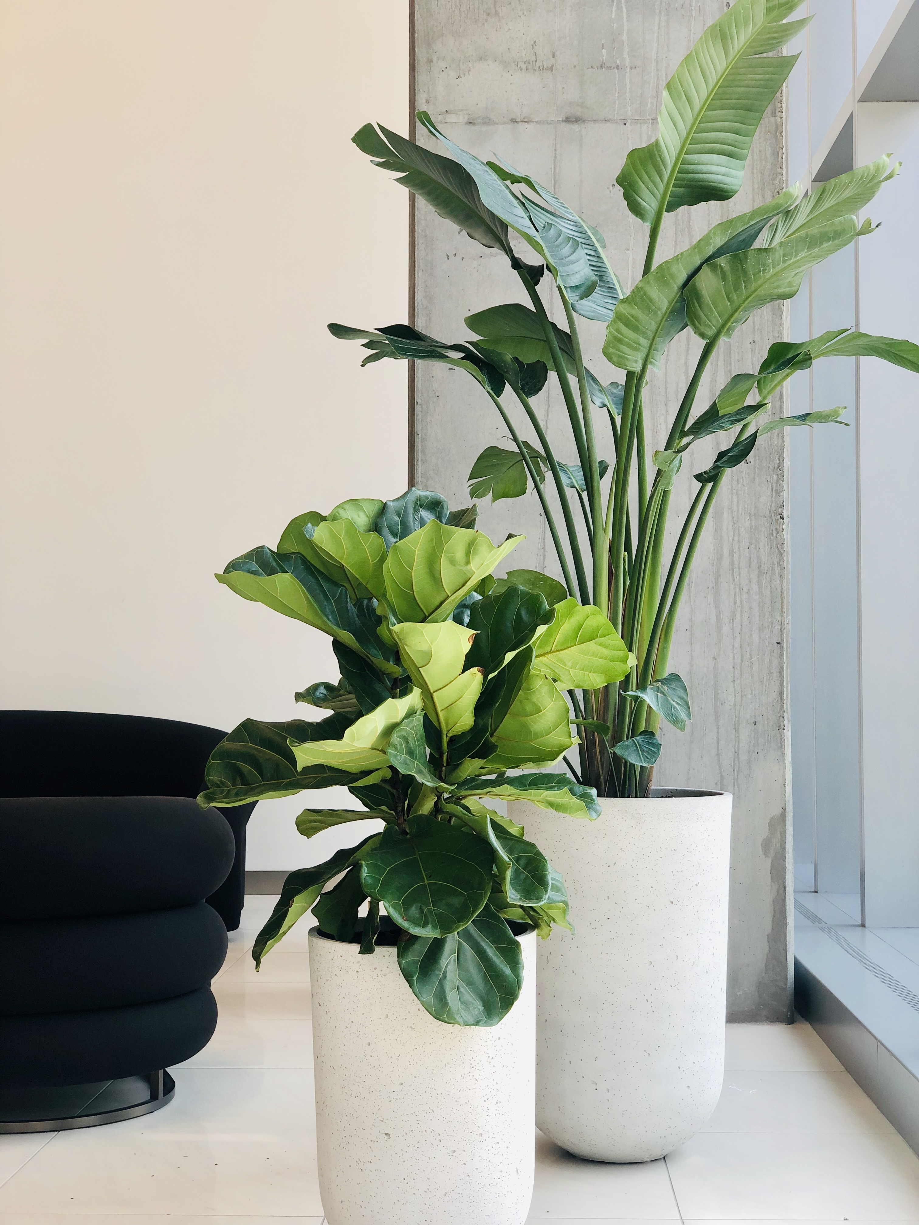 Strelitzia nicolai