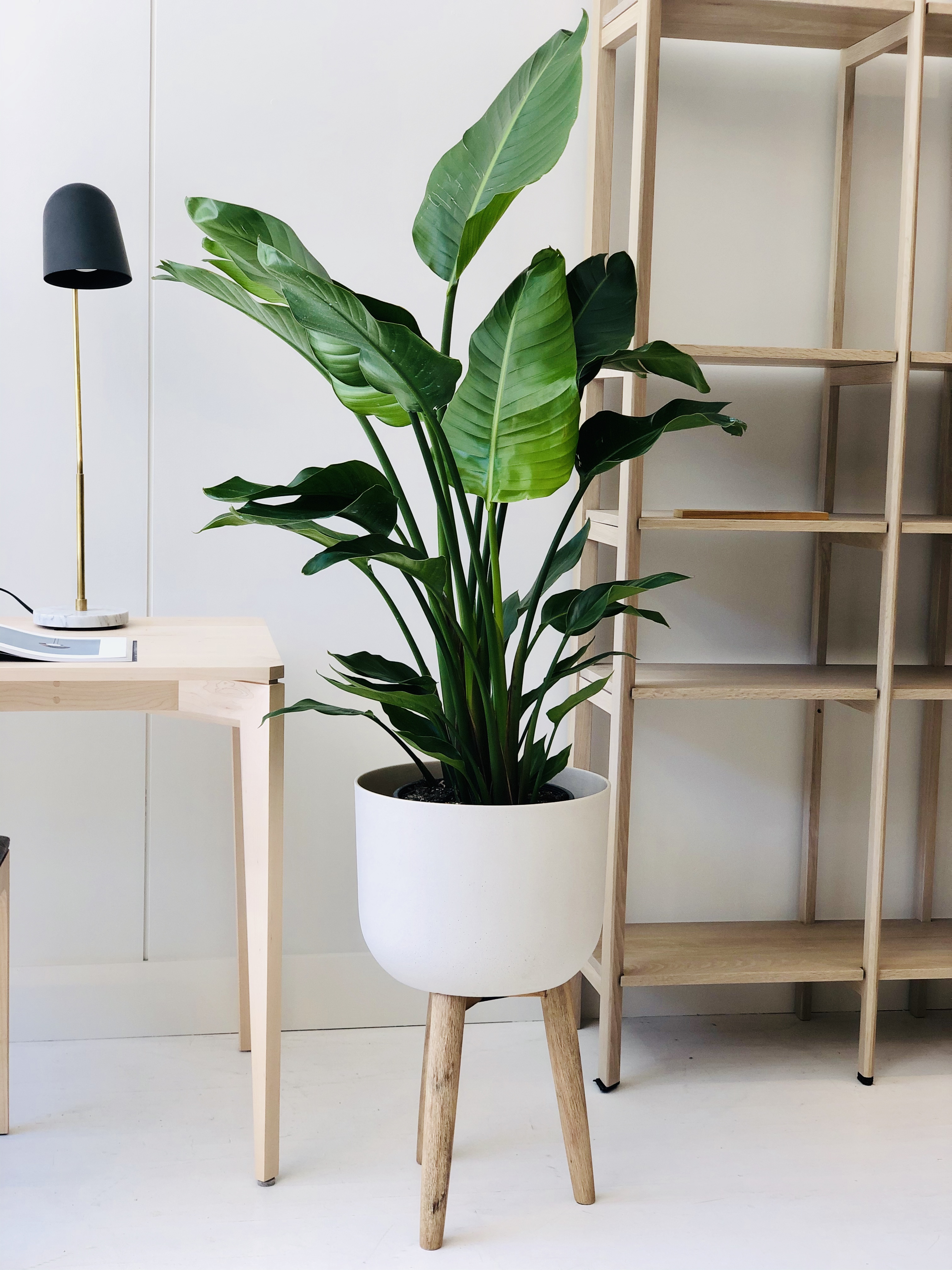 Strelitzia nicolai