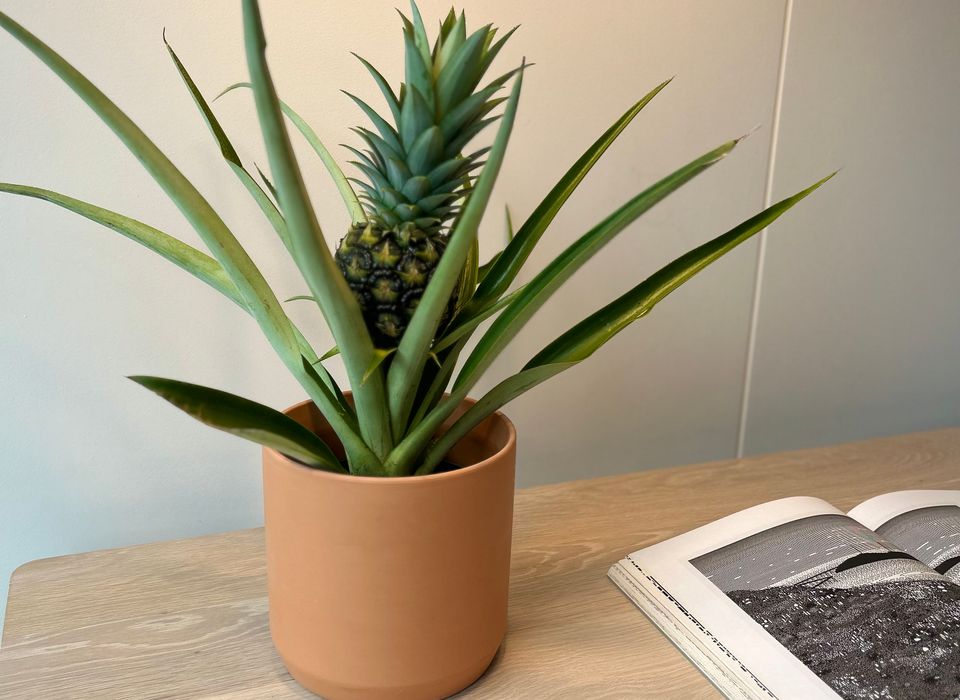 bacularis plant care Buy Sansevieria Bacularis 'Mikado' Snake Plant Online – Plant Orbit