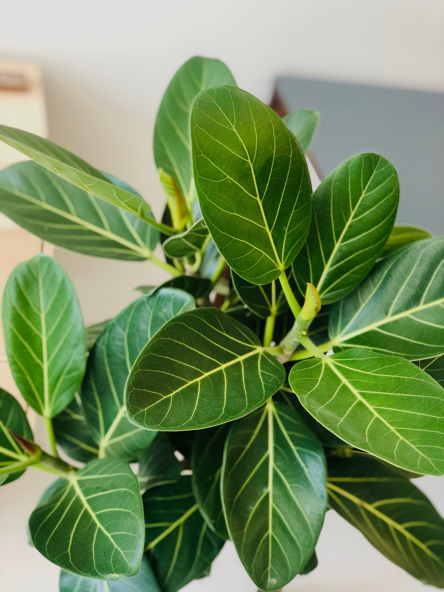 ★人気★Ficus altissima Ficus 'Altissima' – Foliage