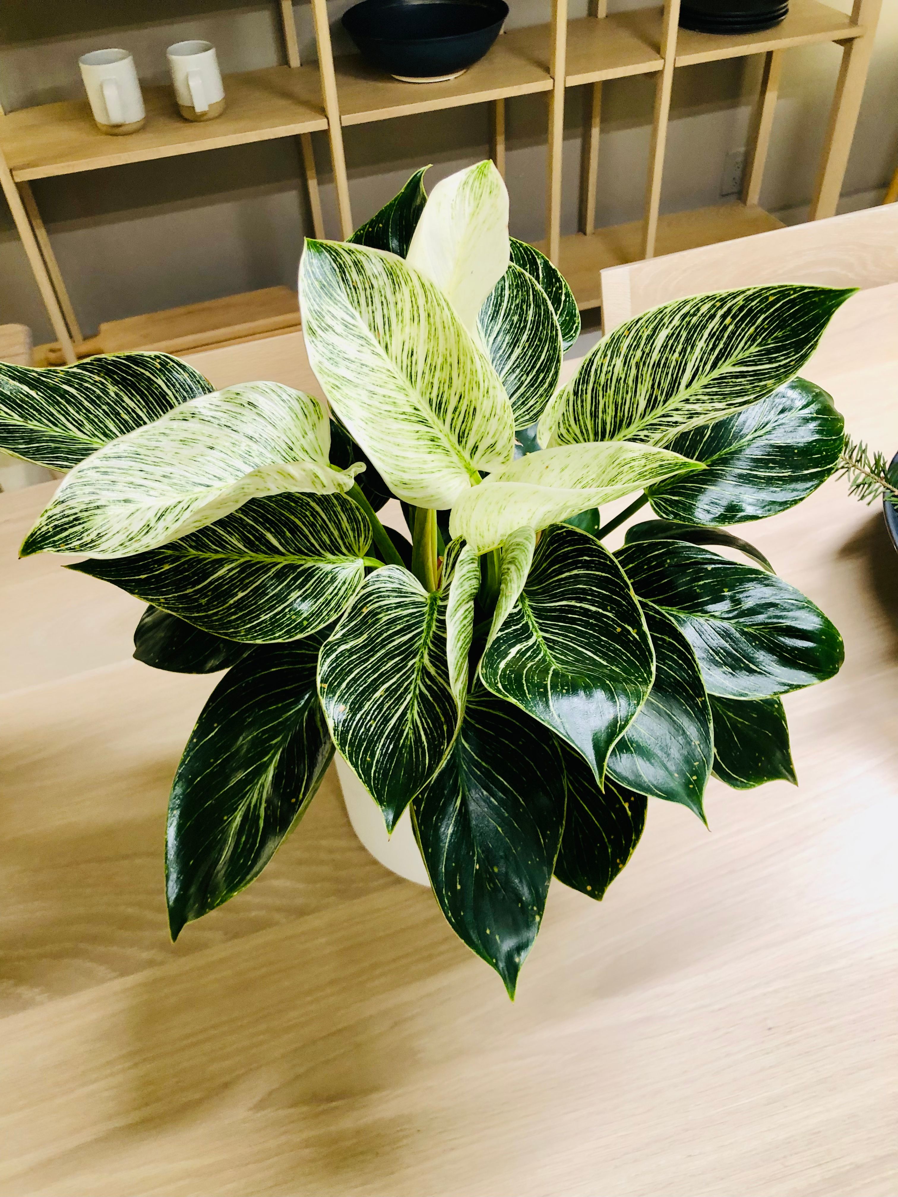 Philodendron Birkin