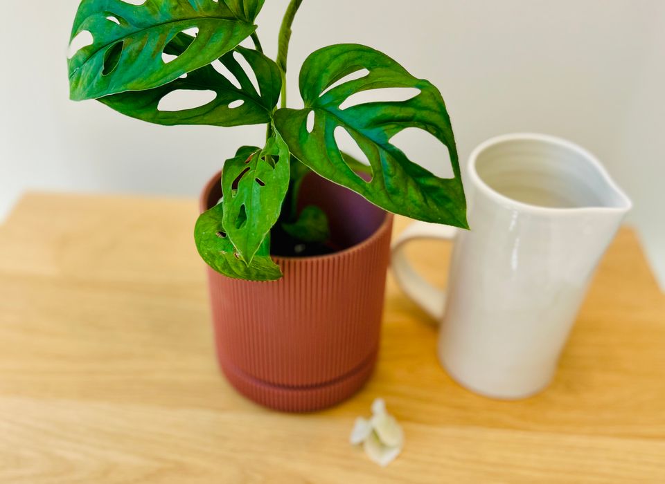 philodendron red moon 4" Philodendron Yellow Frame Red Moon Variegated  Uncommon Canopy