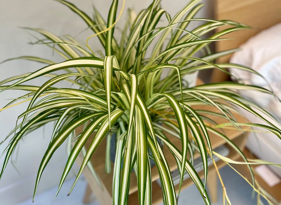 CHLOROPHYTUM SPIDER PLANT