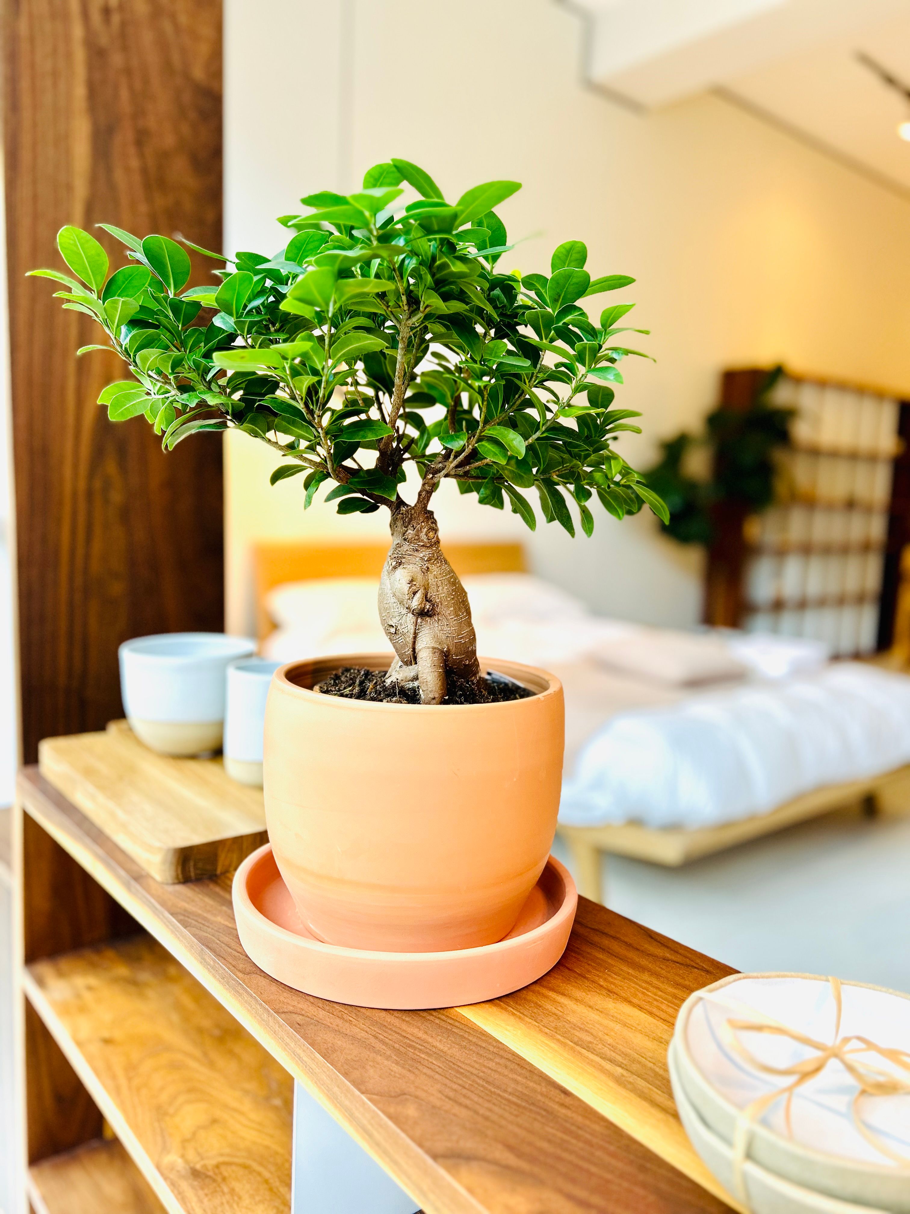 Plante d'intérieur : ficus + cache-pot