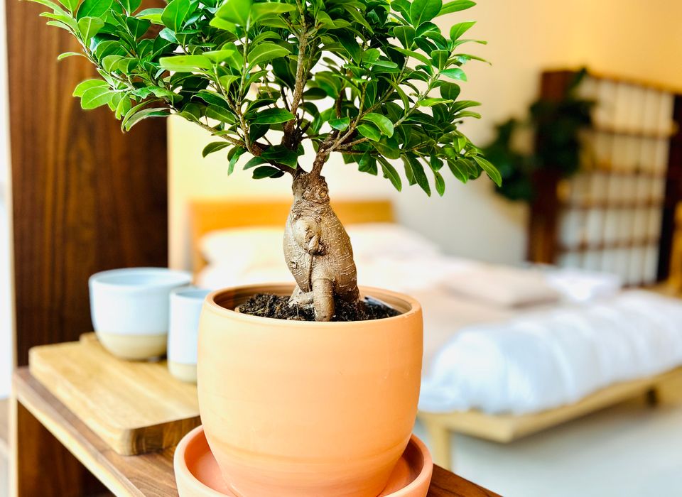 Ficus Ginseng