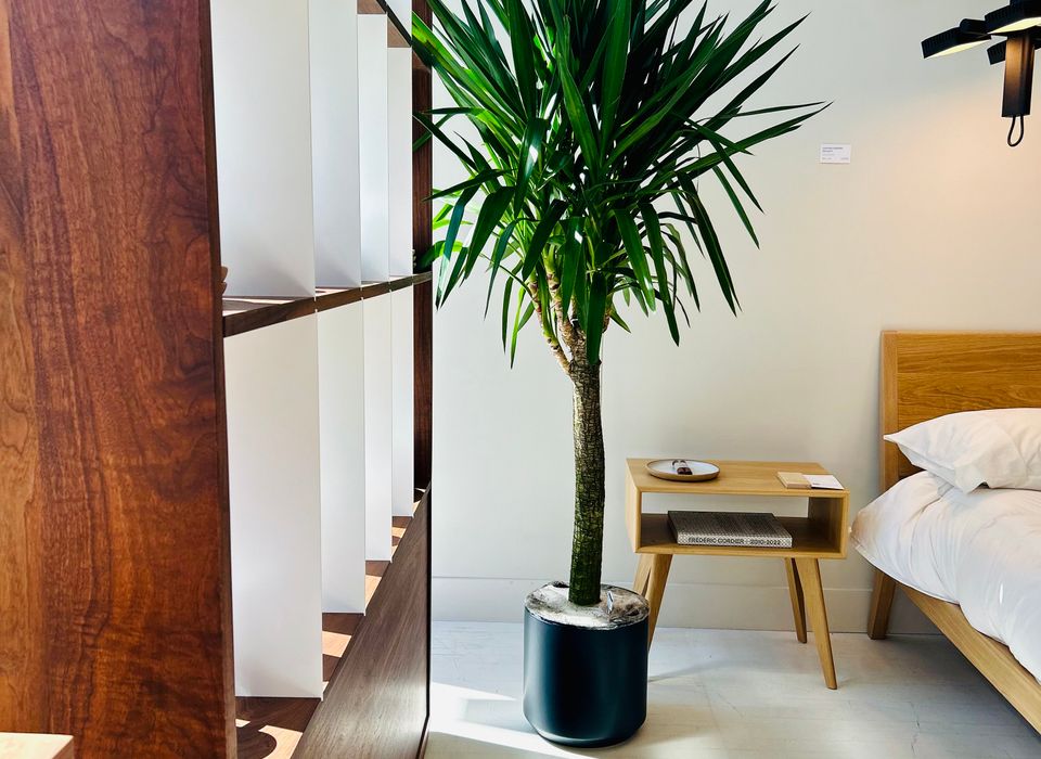 YUCCA
