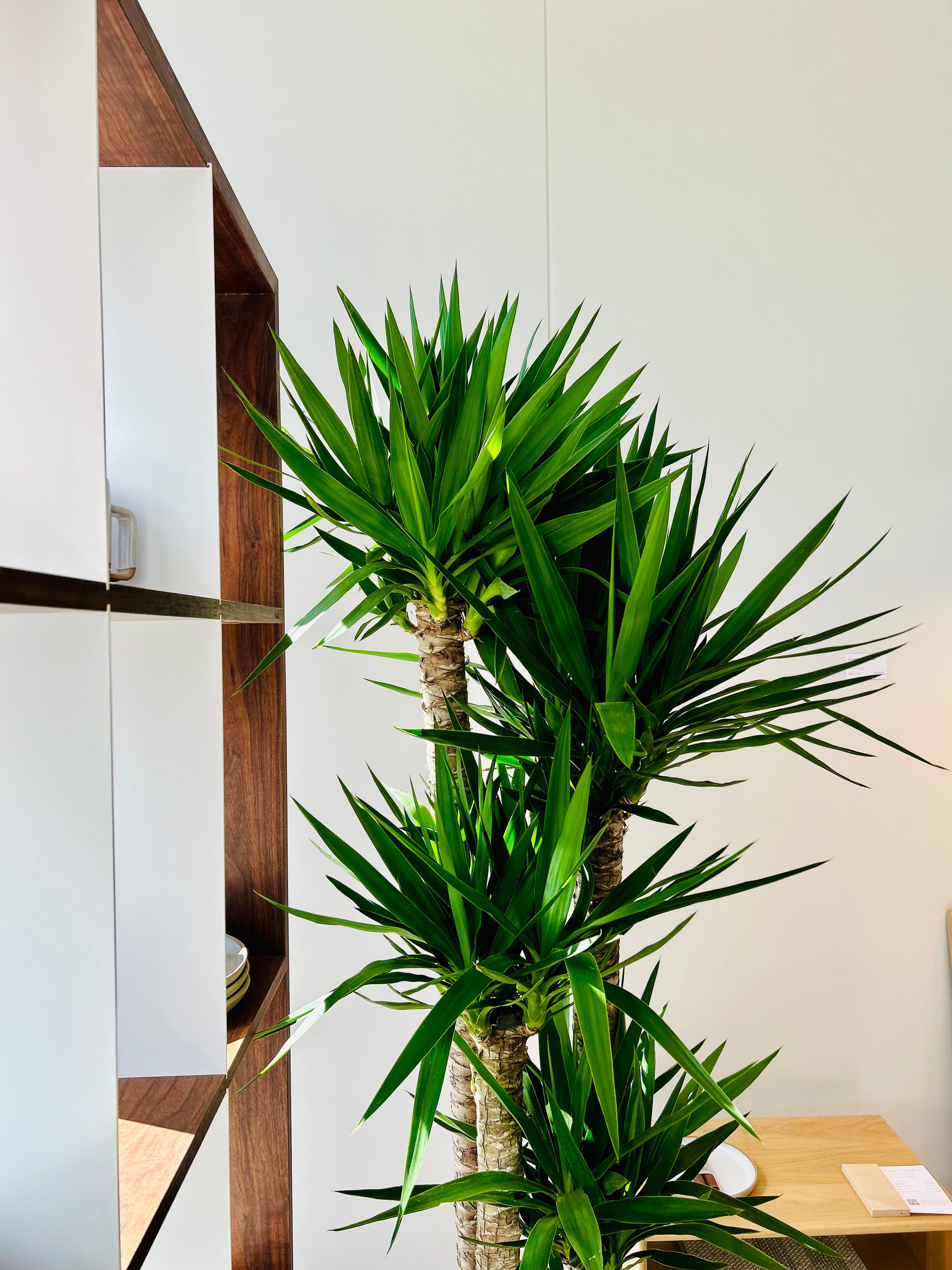 PLABMbkl_yucca-05.jpeg?w=3024&