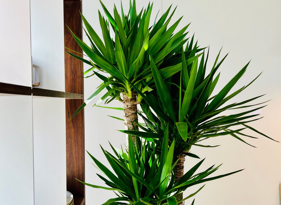 PLABMbkl_yucca-05.jpeg?w=960&h