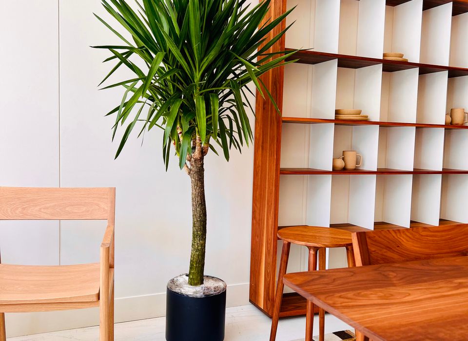 YUCCA