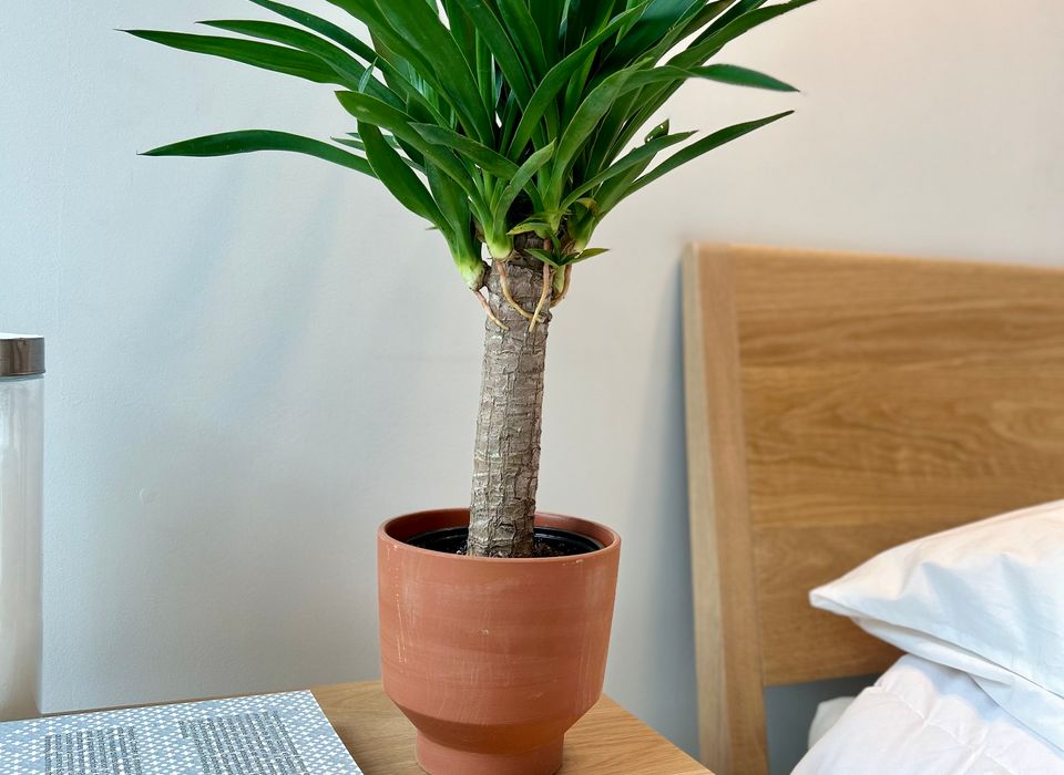 YUCCA