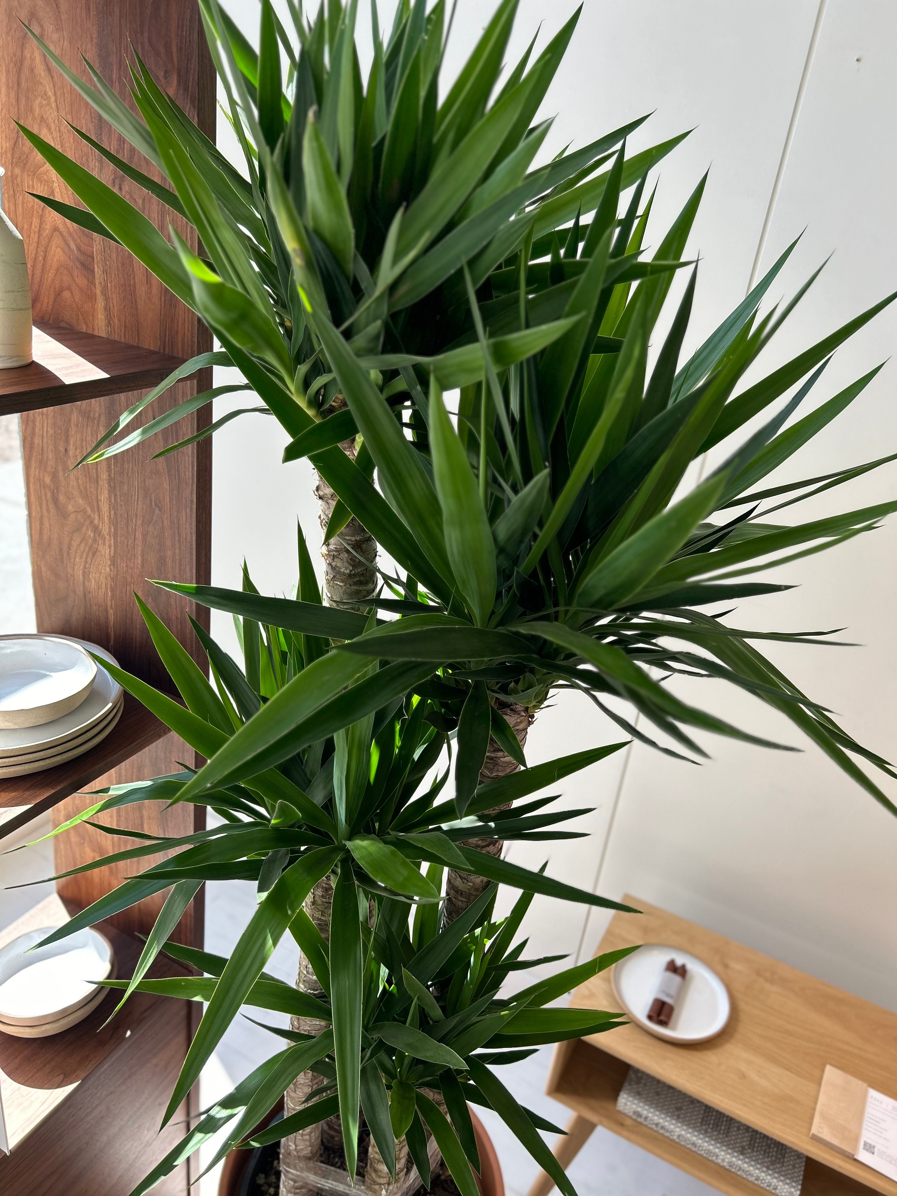 ZvyN8IZh_yucca-04.jpeg?w=3024&
