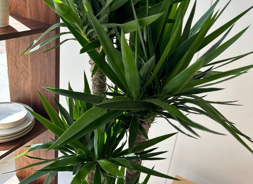 YUCCA