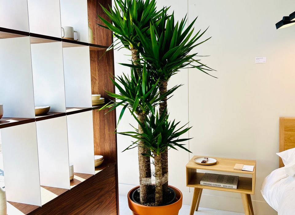 s9XmdQ9y_yucca-06.jpeg?w=960&h