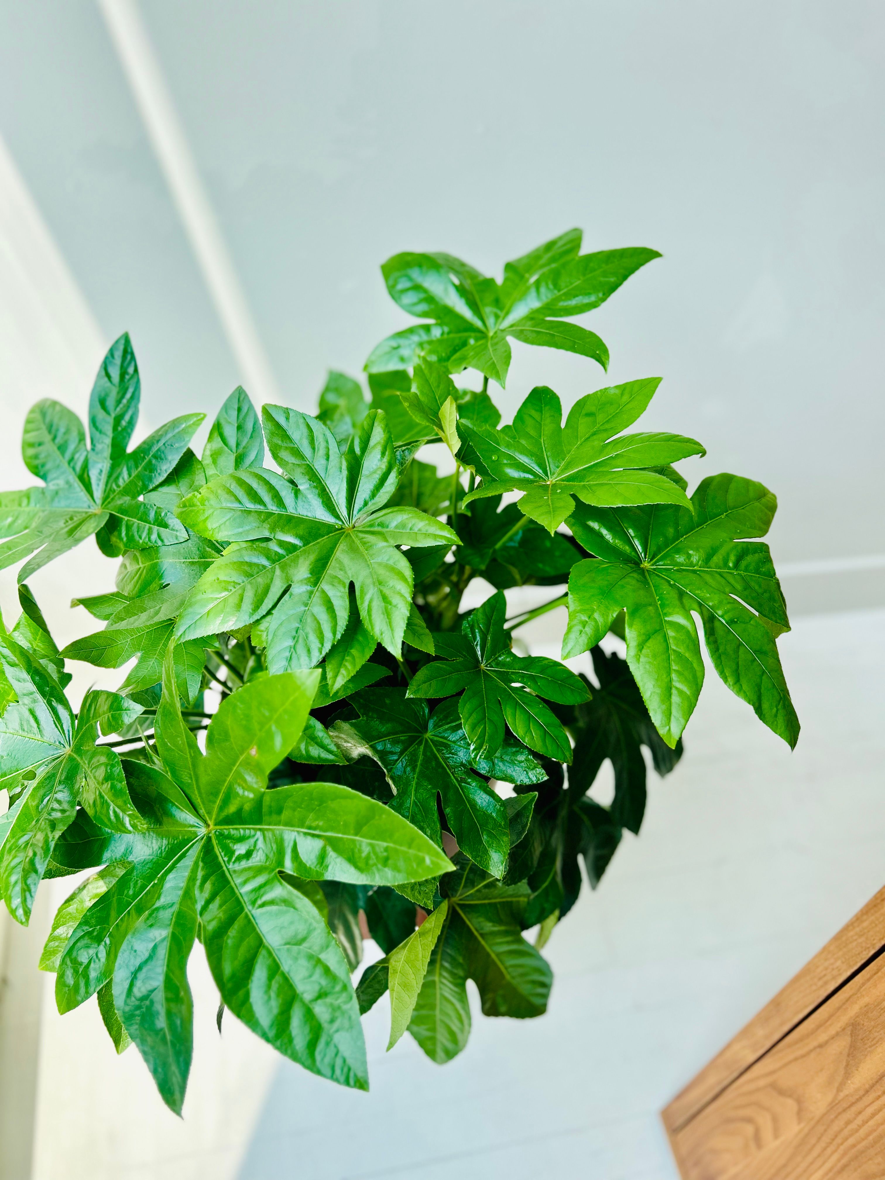 gynostemma plant for sale Gynostemma pentaphyllum Extract Powder