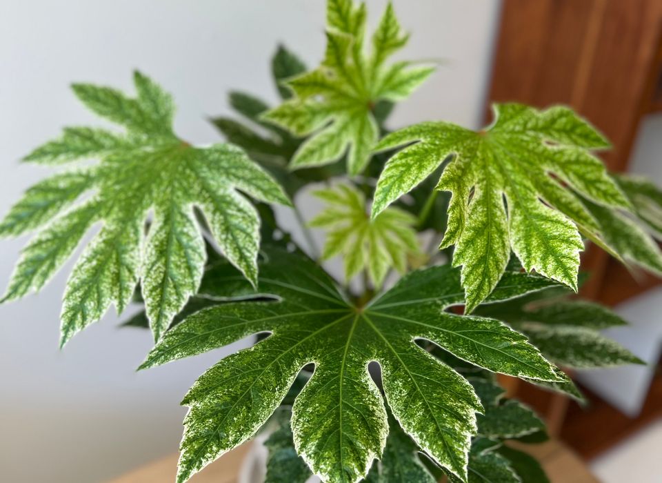 Fatsia Japonica