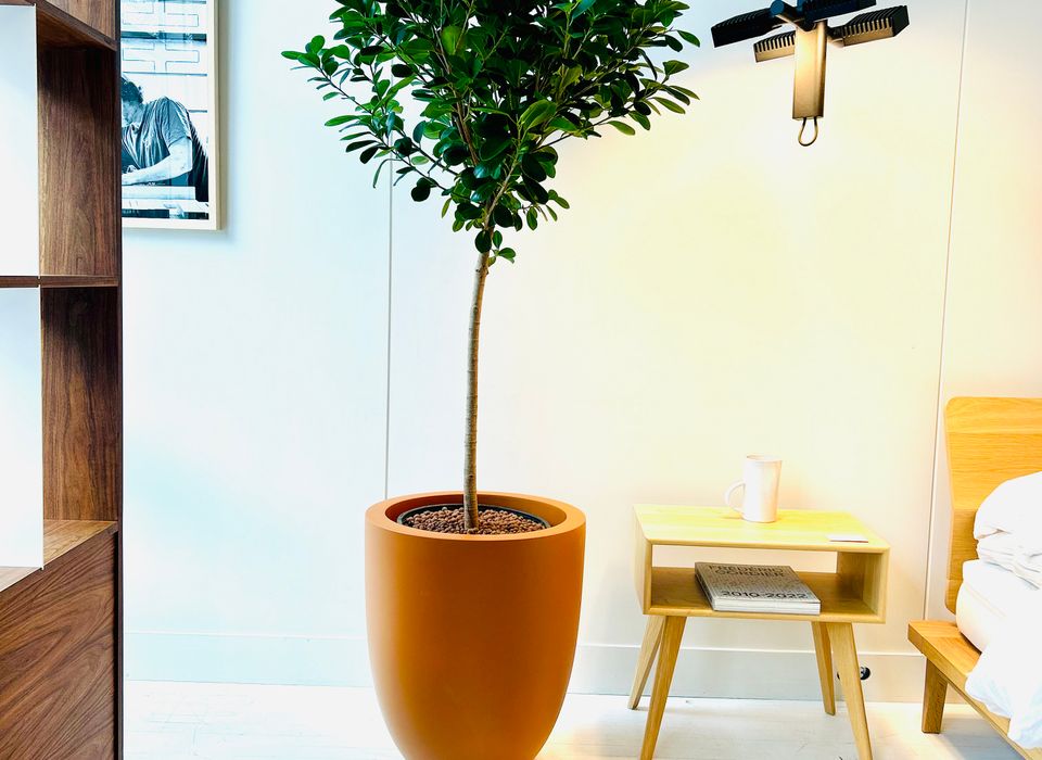 FICUS MICROCARPA MOCLAME