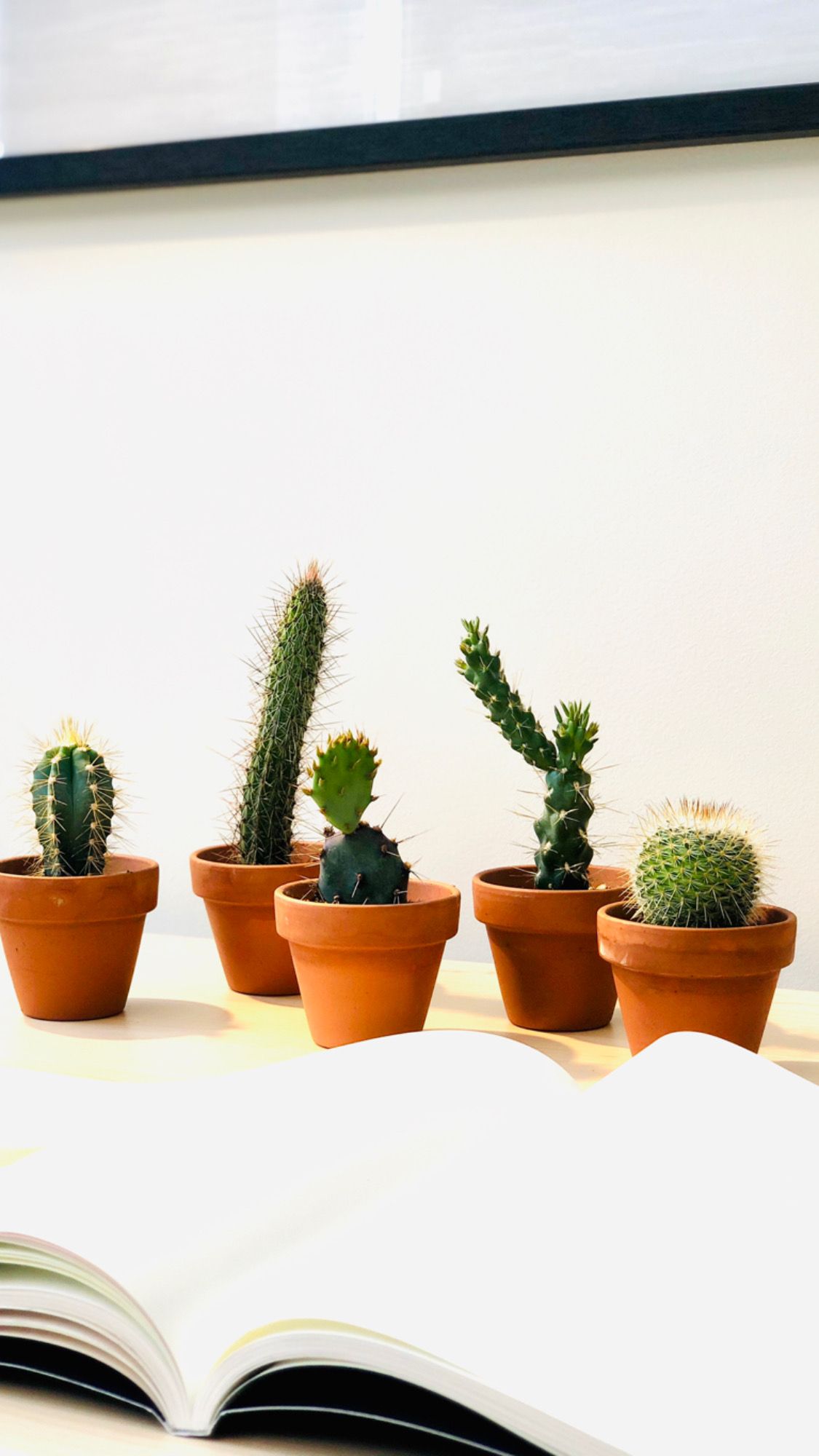 Cactus de collection
