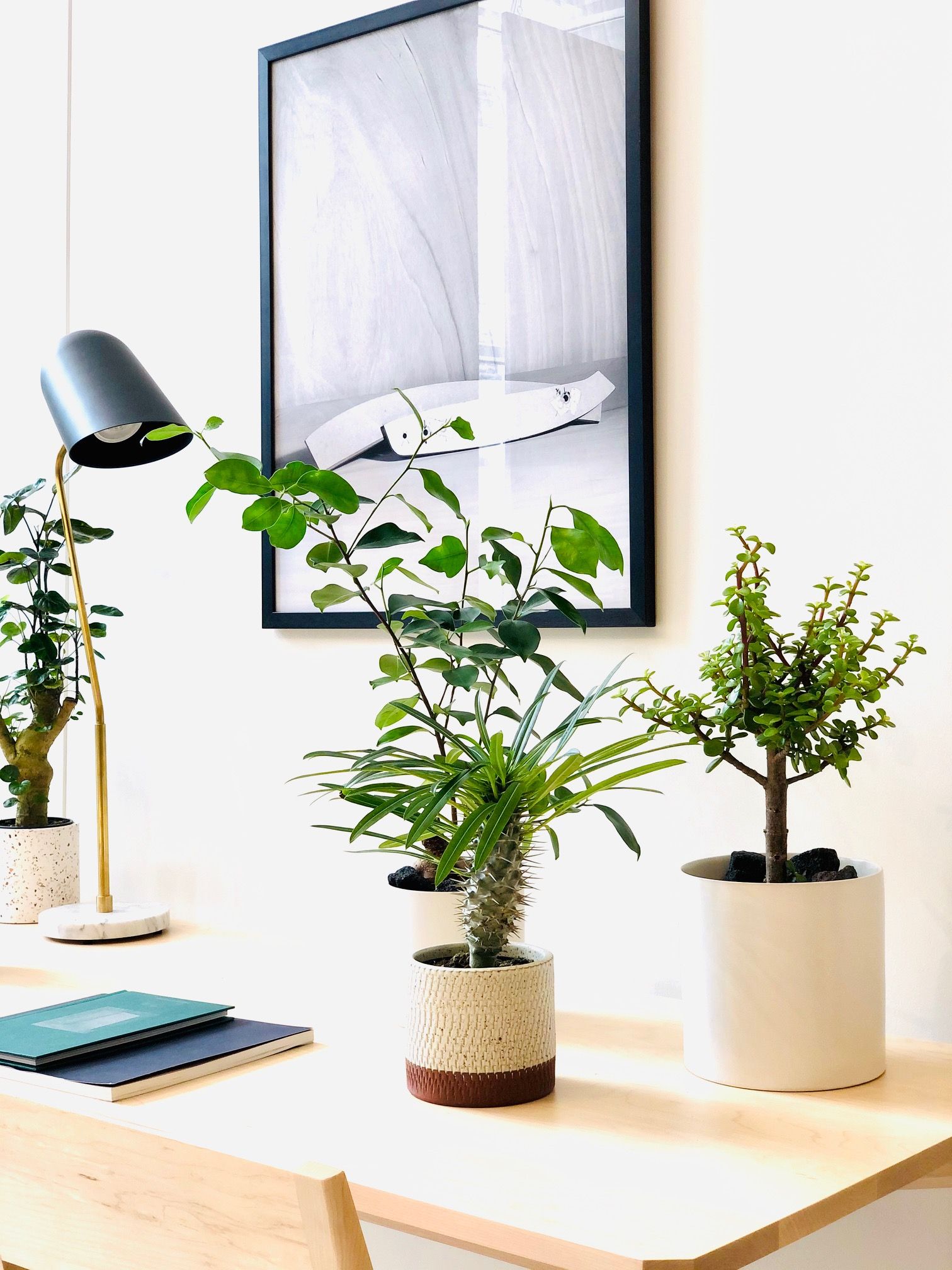 PORTULACARIA AFRA CRASSULA mini bonsaï 15cm bonsaïs en forme de S plantes  vivantes plantes d'intérieur - Fabricants et fournisseurs