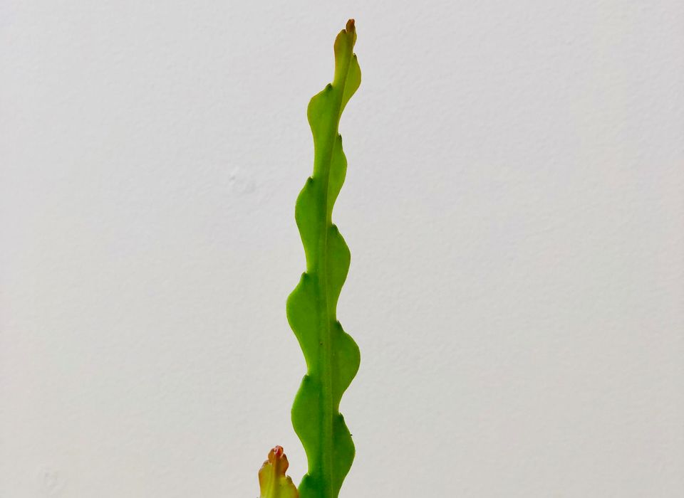 Epiphyllum anguliger (CACTUS ZIG ZAG FISHBONE)